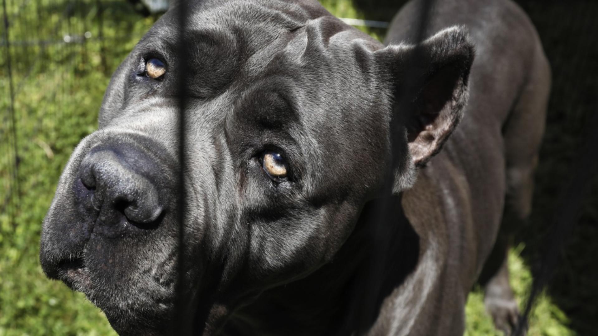 Cane corso este una dintre cele mai periculoase rase de câini /Arhivă foto Profimedia