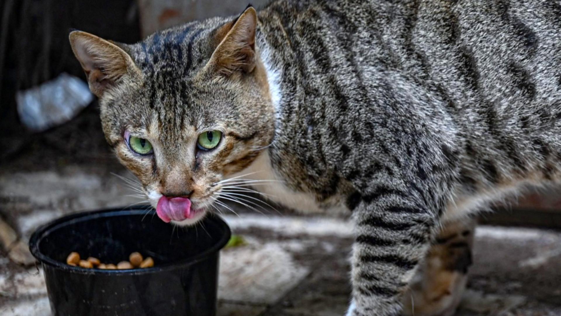 Visezi că mănânci hrana pentru pisici?  Ce semnificație are o astfel de viziune