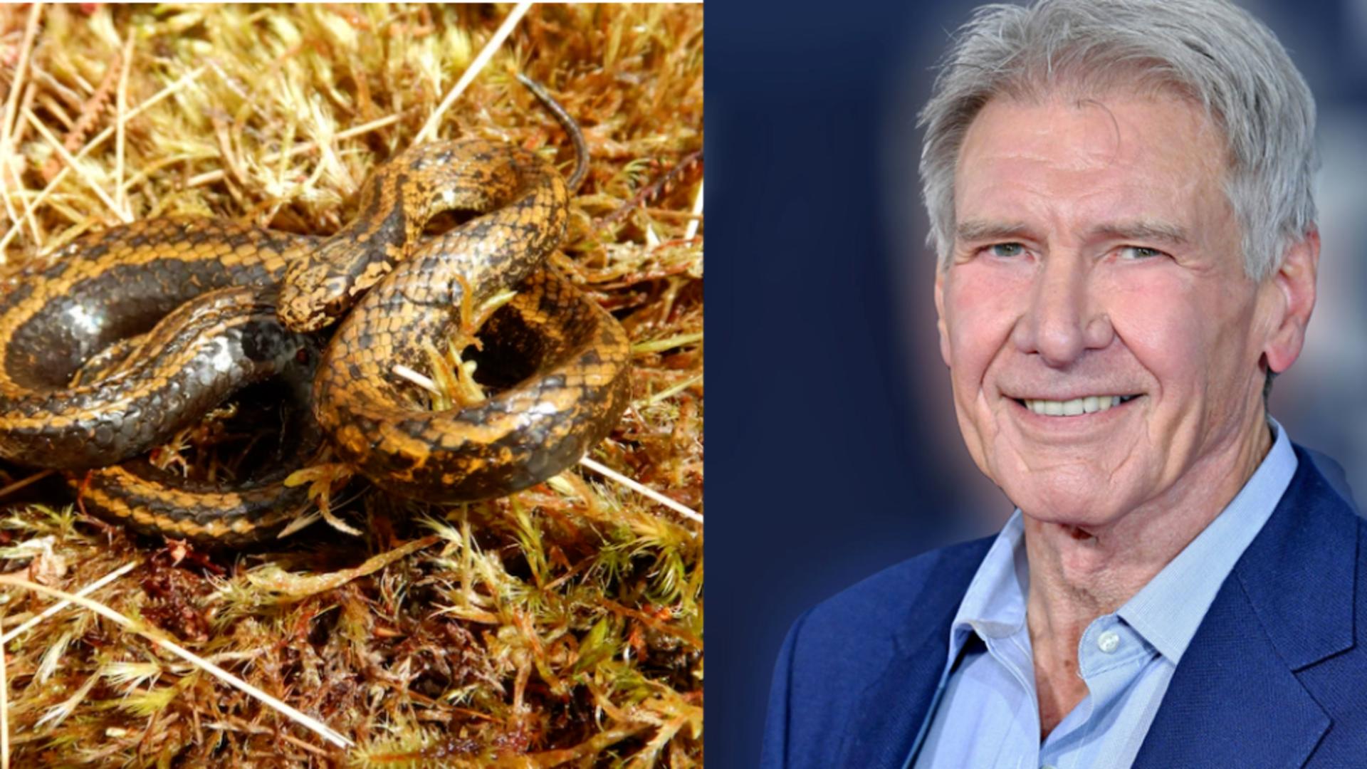 O nouă specie șarpe a fost denumită după Harrison Ford