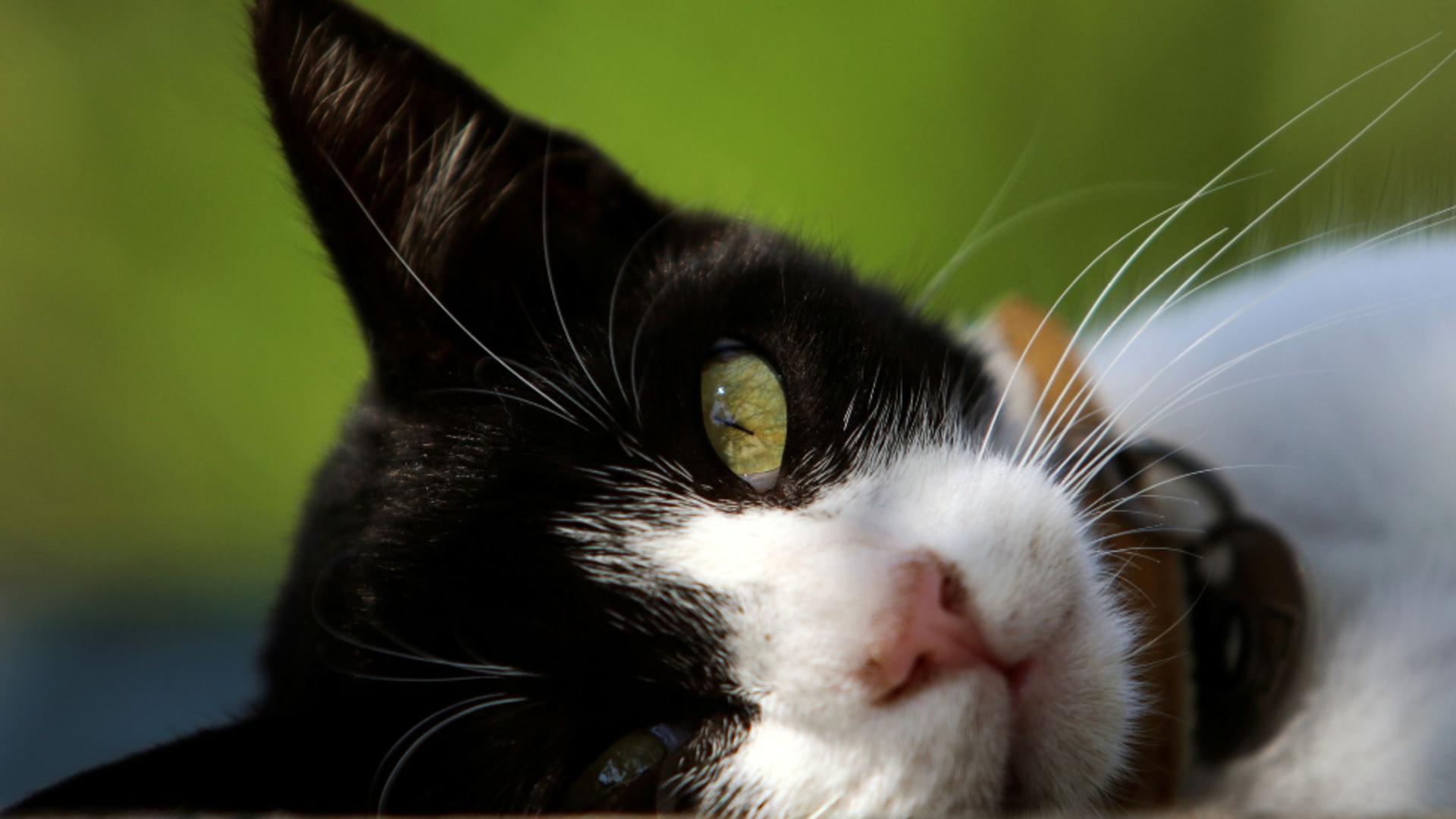 Undă verde pentru tratarea pisicilor bolnave de COVID-19 cu medicamente de uz uman rămase nefolosite - Mii de feline au murit
