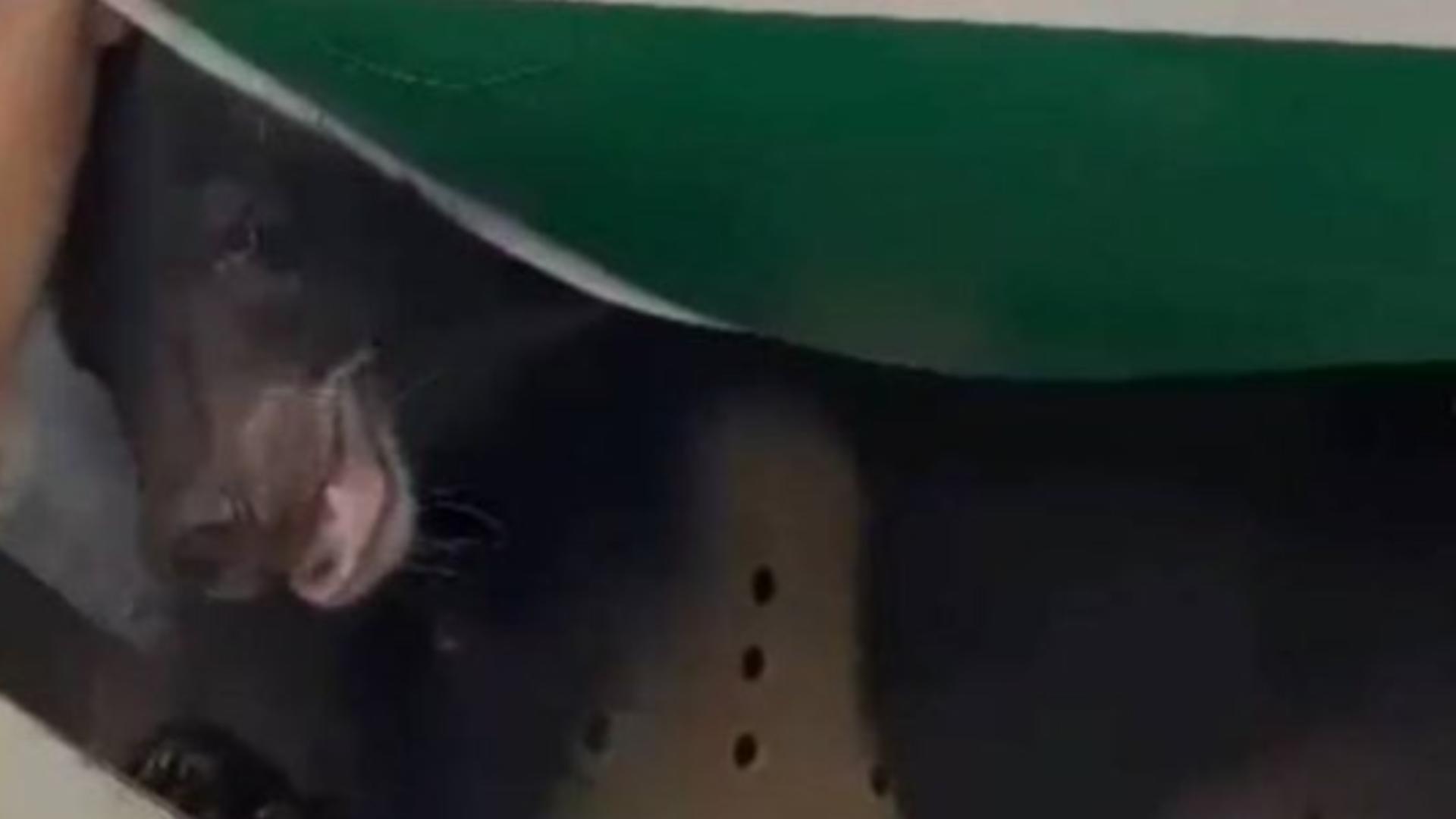 Panică în avion după ce un urs a scăpat din cușcă - Cum a fost recuperat animalul sălbatic pe aeroport
