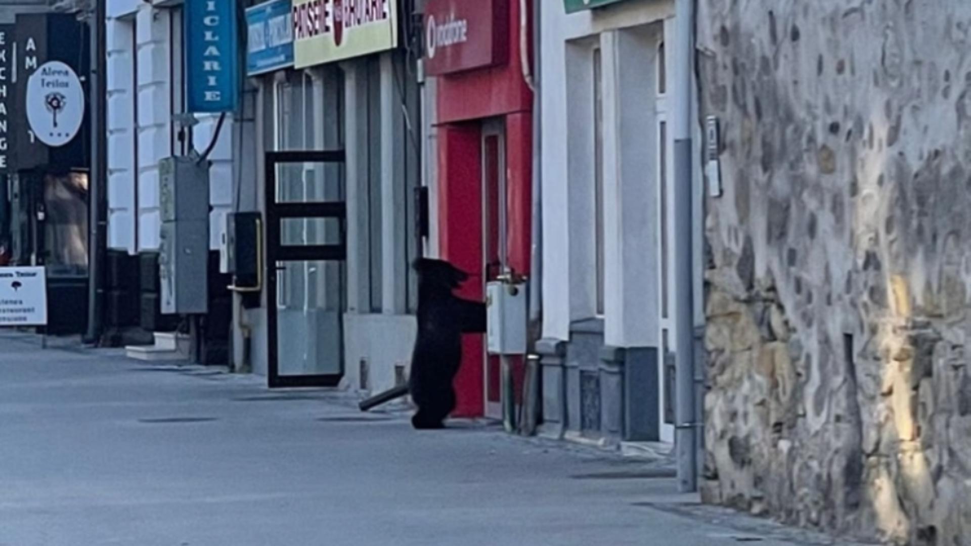 Ro alert de urs la Câmpulung. Un animal se plimbă pe un bulevard din centrul orașului- VIDEO
