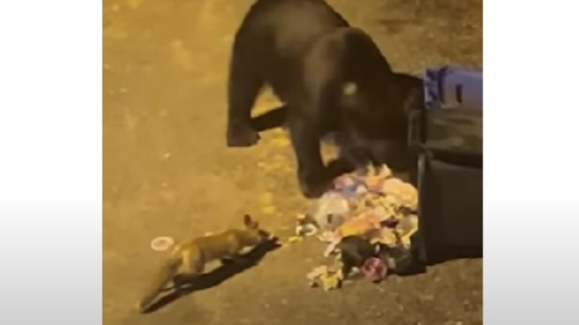 Ursul nu mai e păcălit de vulpe - Își împart mâncarea din pubele de gunoi, pe o stradă din Păltiniș - Imagini virale