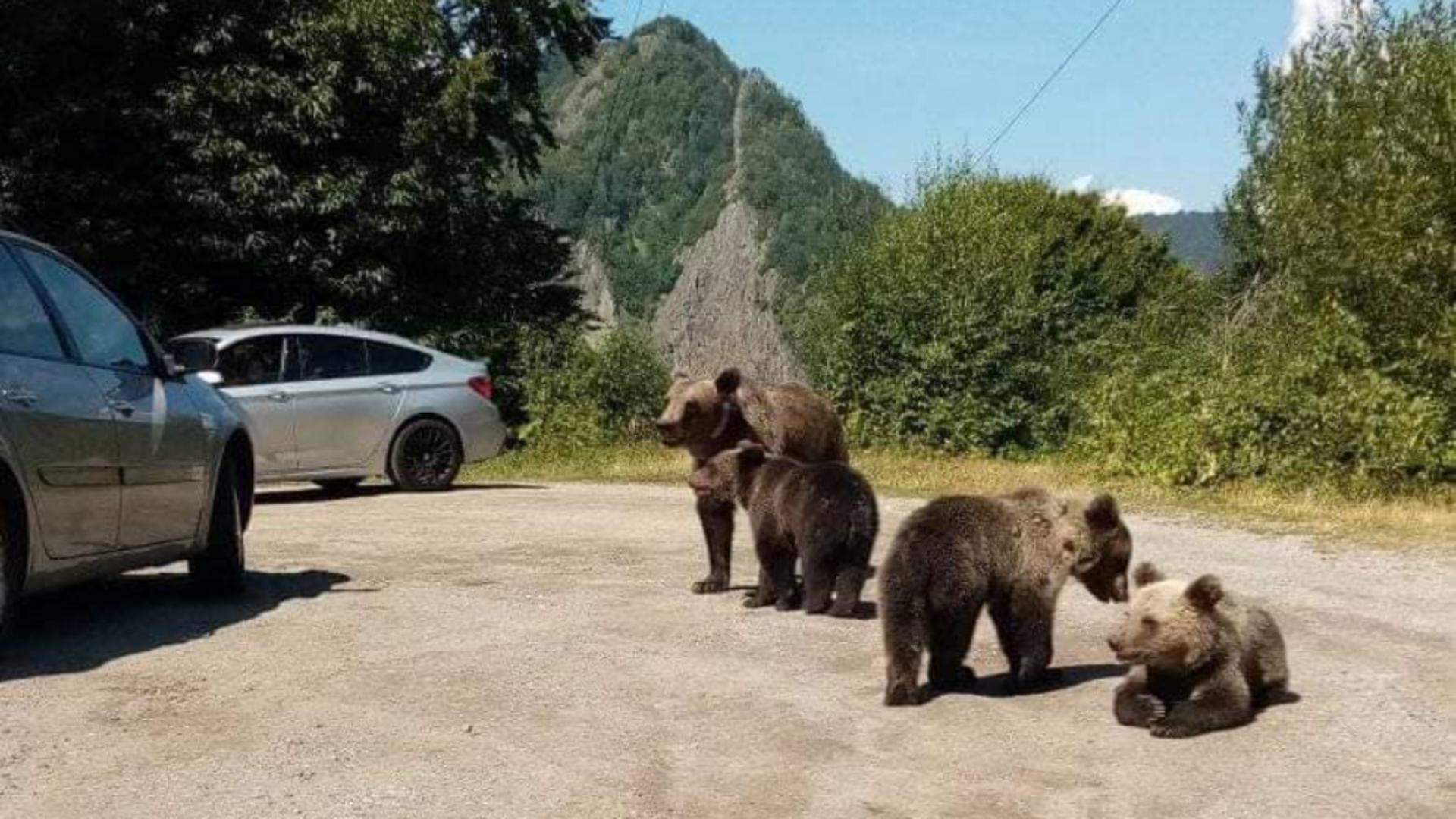 Întîlnirie cu urșii, la ordinea zilei printre turiștii de la munte. Foto/Arhivă