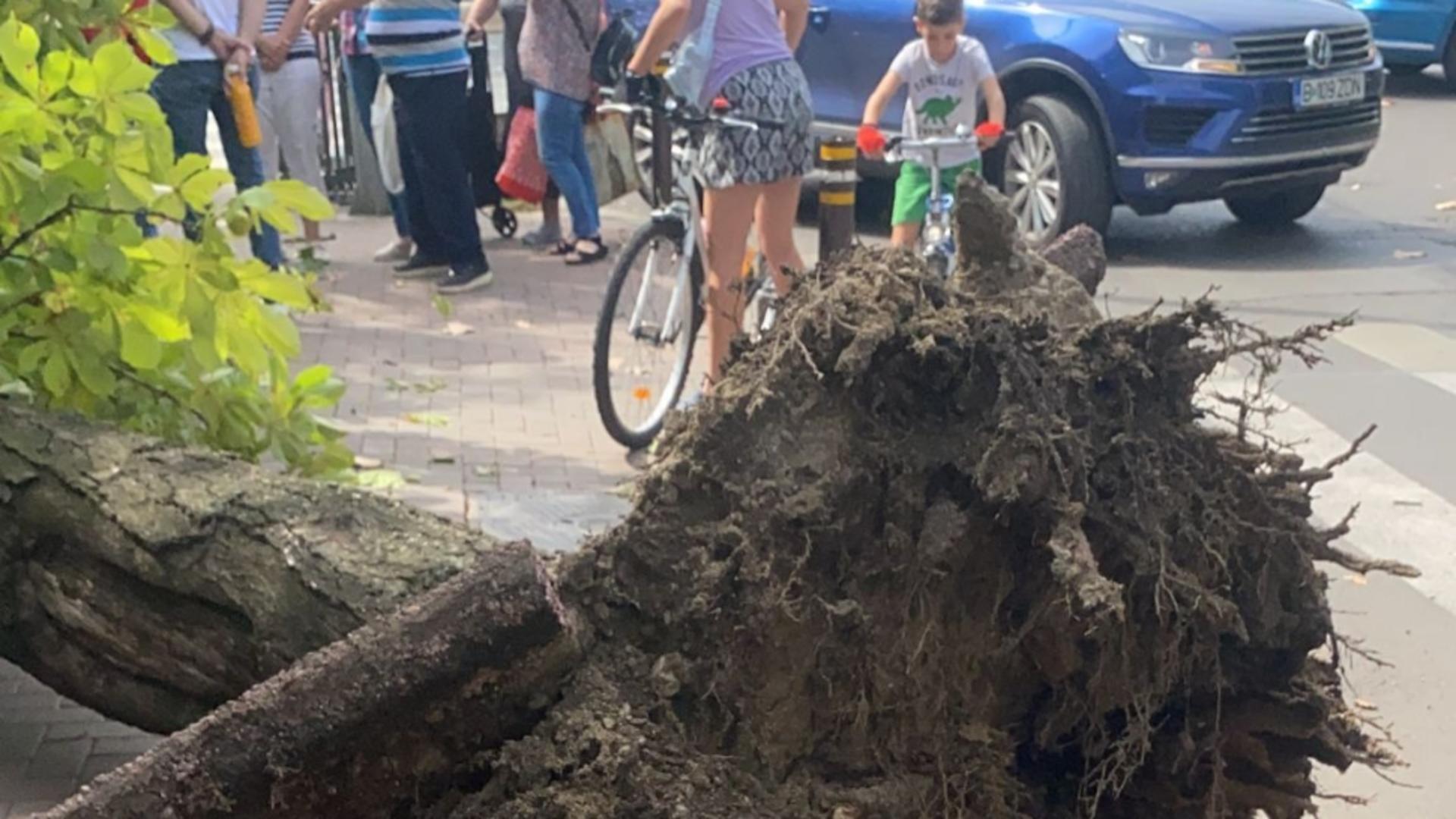 Incident foarte grav în Sectorul 3 al Capitalei: Un copac a căzut peste o persoană, dusă urgent la spital - Primăria dă vina pe Nicușor Dan