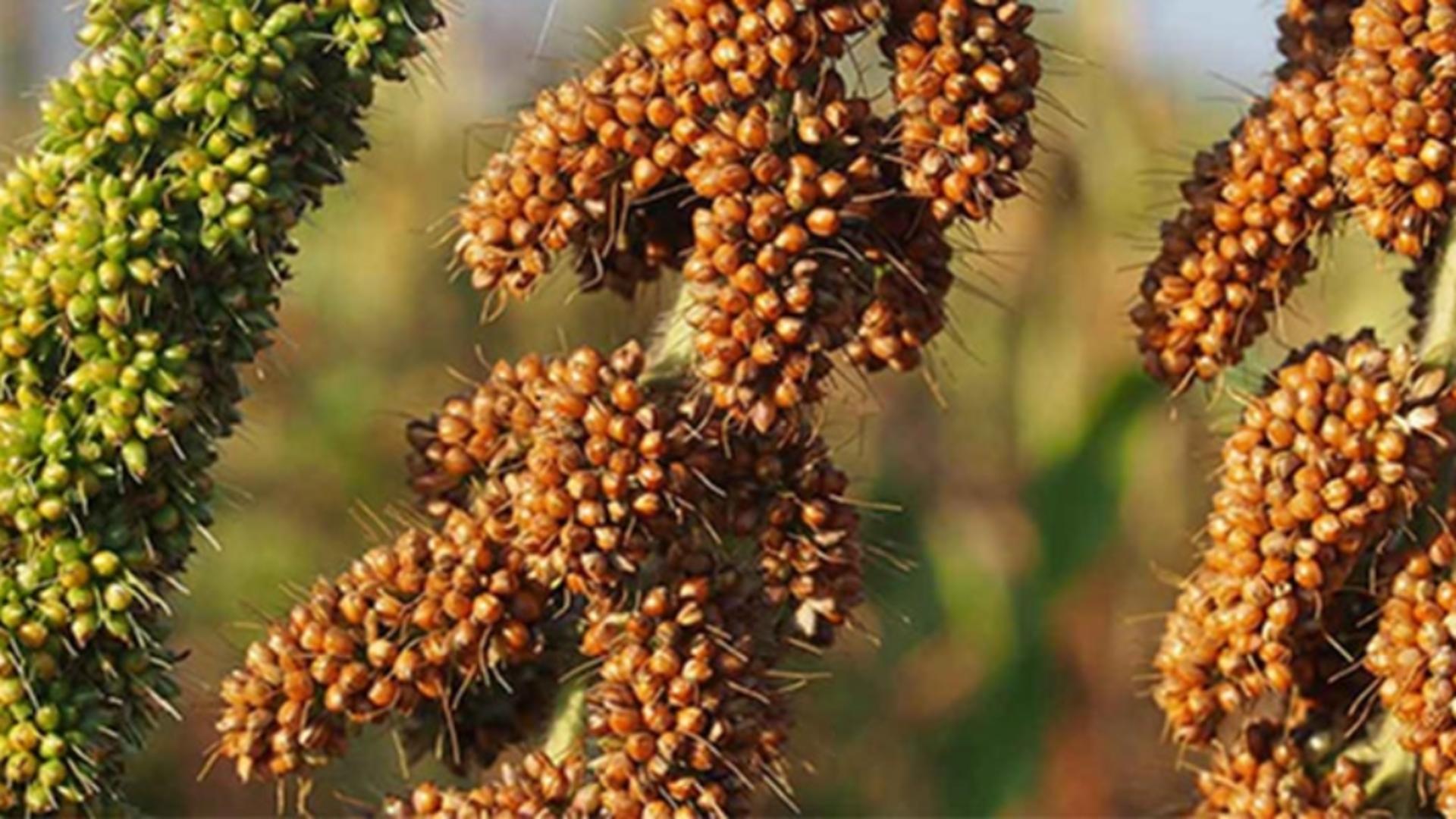 Meiul – regele cerealelor, beneficii extraordinare pentru sănătate – Este menționat și în Vechiul Testament