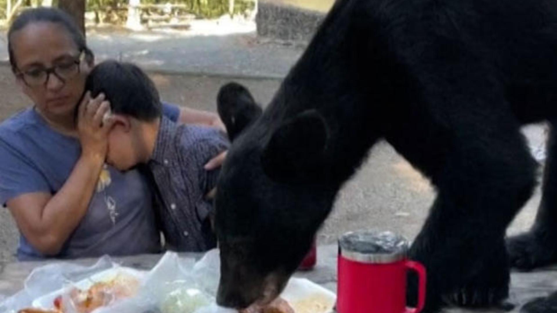 Gestul care le-a salvat viața. Ce a făcut o mamă pentru fiul ei când s-au trezit cu un urs pe masă – VIDEO