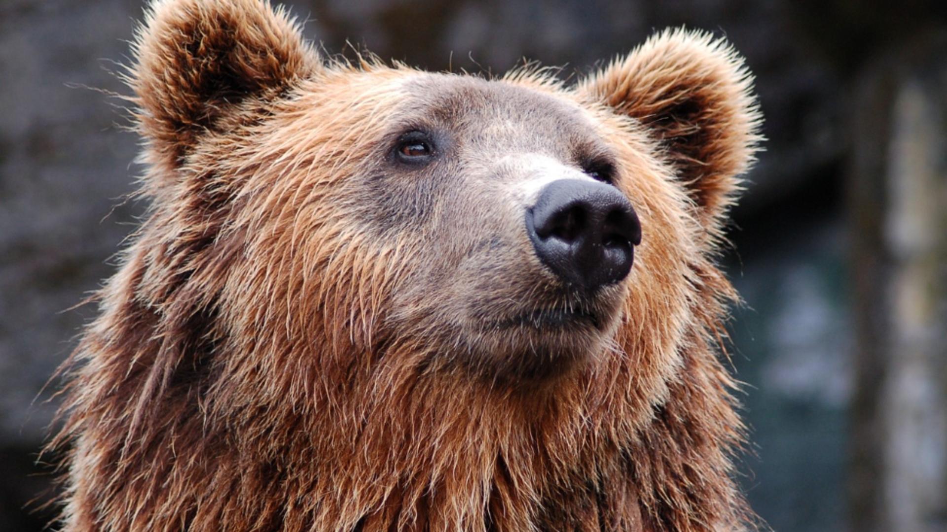 Avertizare RO-ALERT în Mediaș - Un urs a fost zărit în localitate