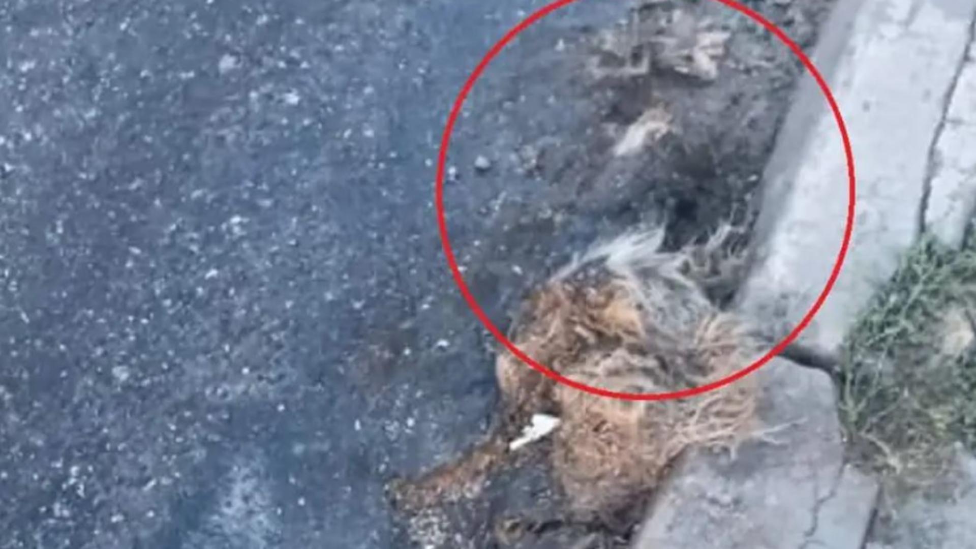 Se întâmplă în România. Asfalt turnat pentru un câine mort!  – VIDEO