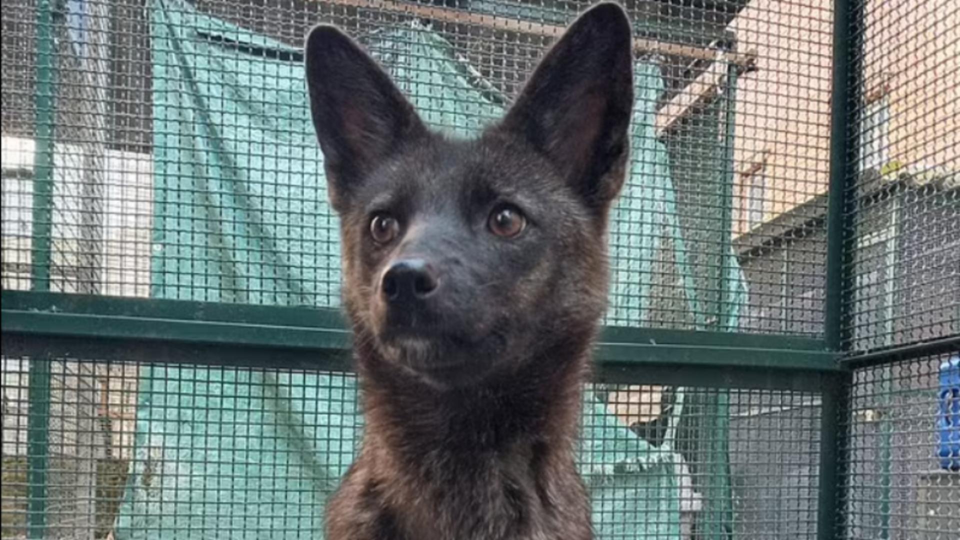 Primul hibrid din lume dintre un câine și o vulpe a fost descoperit în Brazilia. Foto: Daily Mail