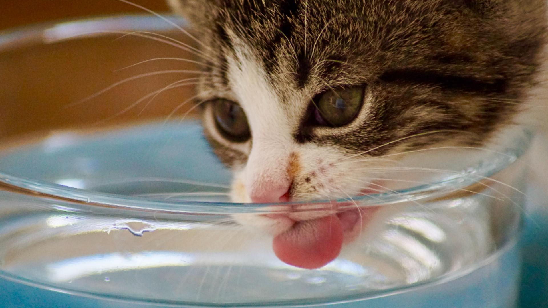 De ce pisicile ating apa cu lăbuțele înainte de a bea. 4 motive absolut uimitoare