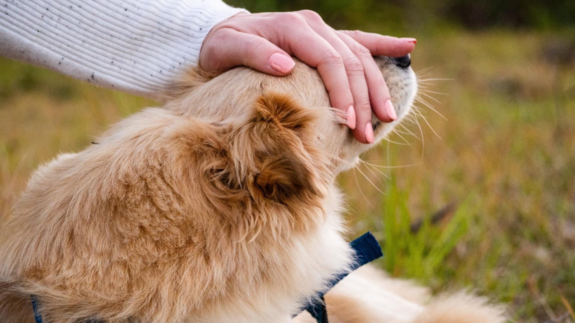 Câinele tău își linge excesiv lăbuțele? Ce pericol ascunde, de fapt, acest gest banal – Nu e de glumit!