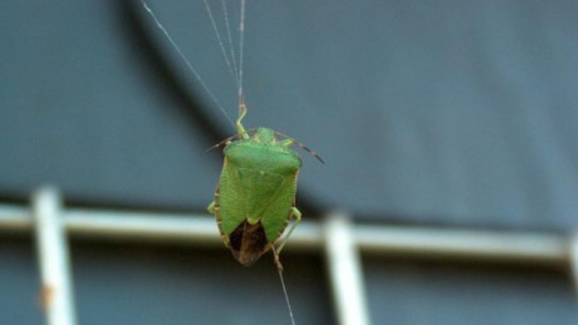 Cum scapi de gândacii urât mirositori care îți invadează locuința în această perioadă – Ingredientul pe care îl ai în casă