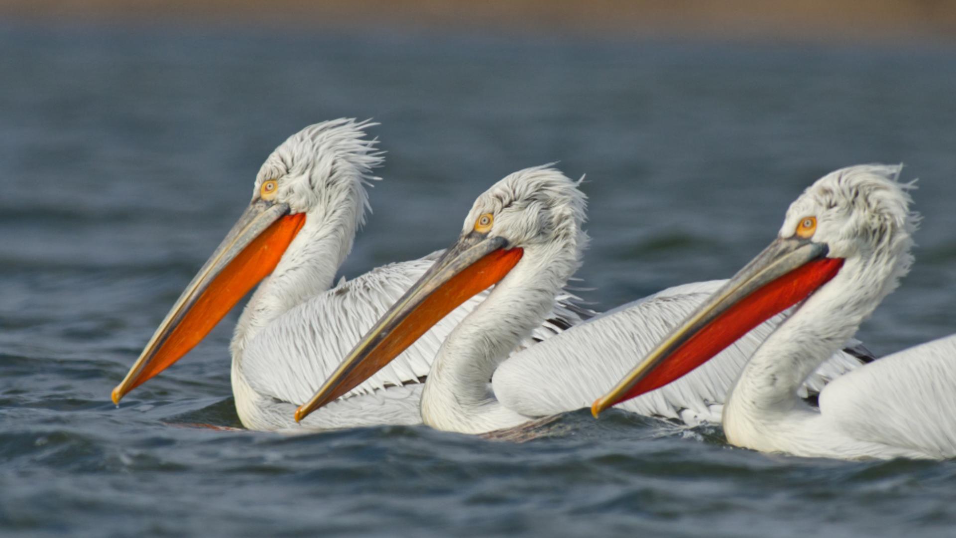 Pelicanul creț. Foto: pasaridinromania.sor.ro