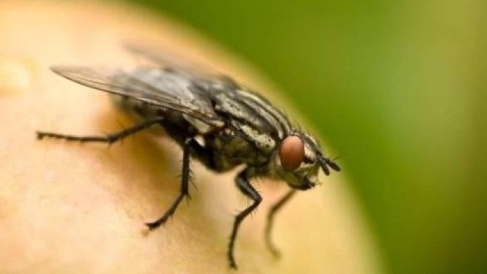 Remedii naturiste care te ajută să scapi de muştele care intră în casă, la căldură, la început de toamnă
