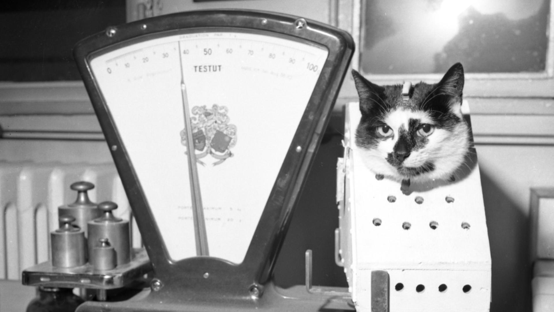 Pisică măsurată și cântărită pentru teste cosmice (1960 - Profimedia)