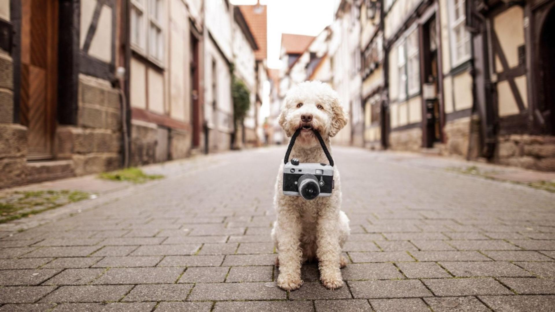 Top 4 rase de câini care nu lasă păr! Sunt perfecte pentru cei cu alergii – Imagini incredibile: zici că sunt jucării!