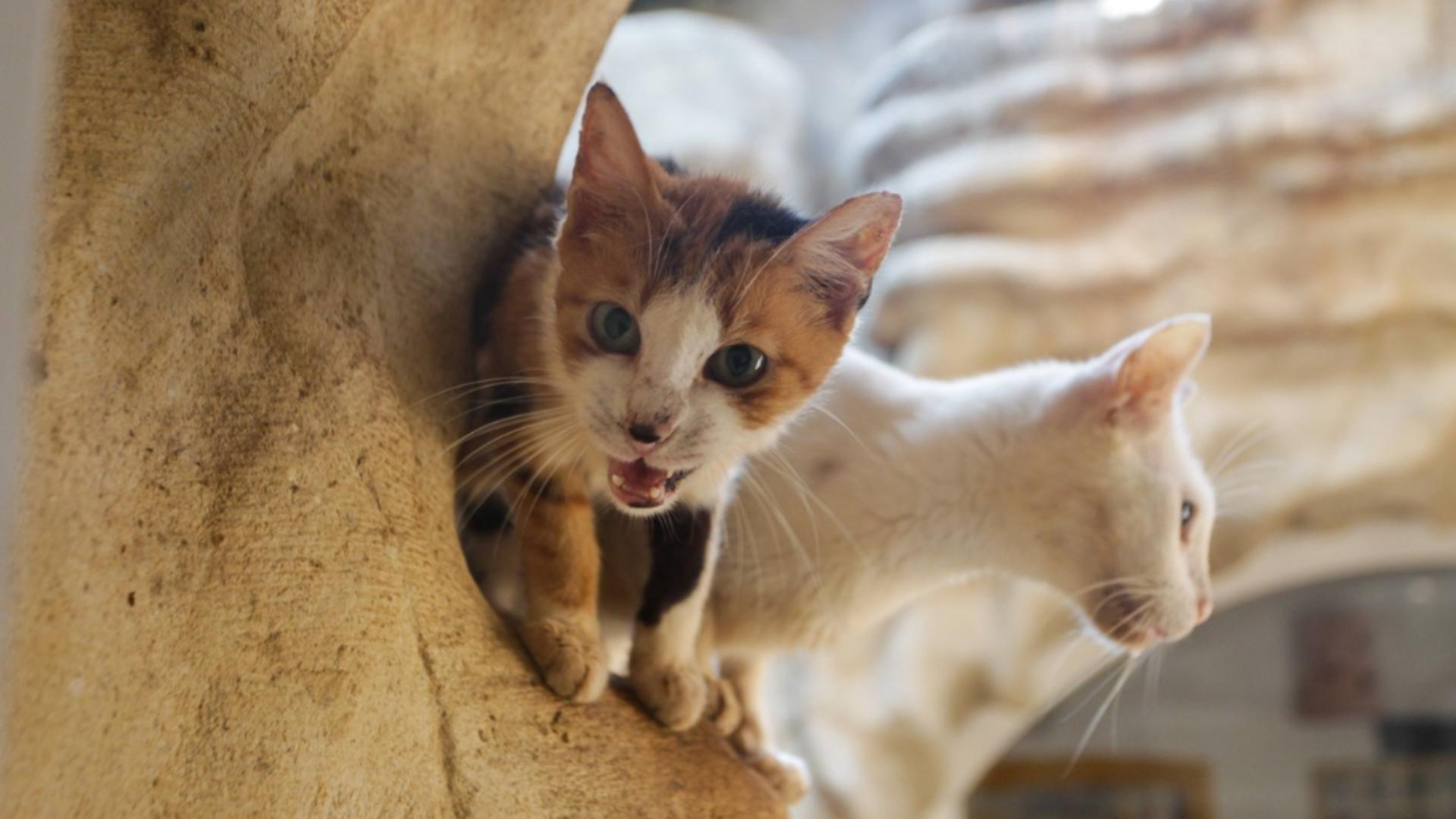 6.000 de feline vor beneficia de programul gratuit (Profimedia)