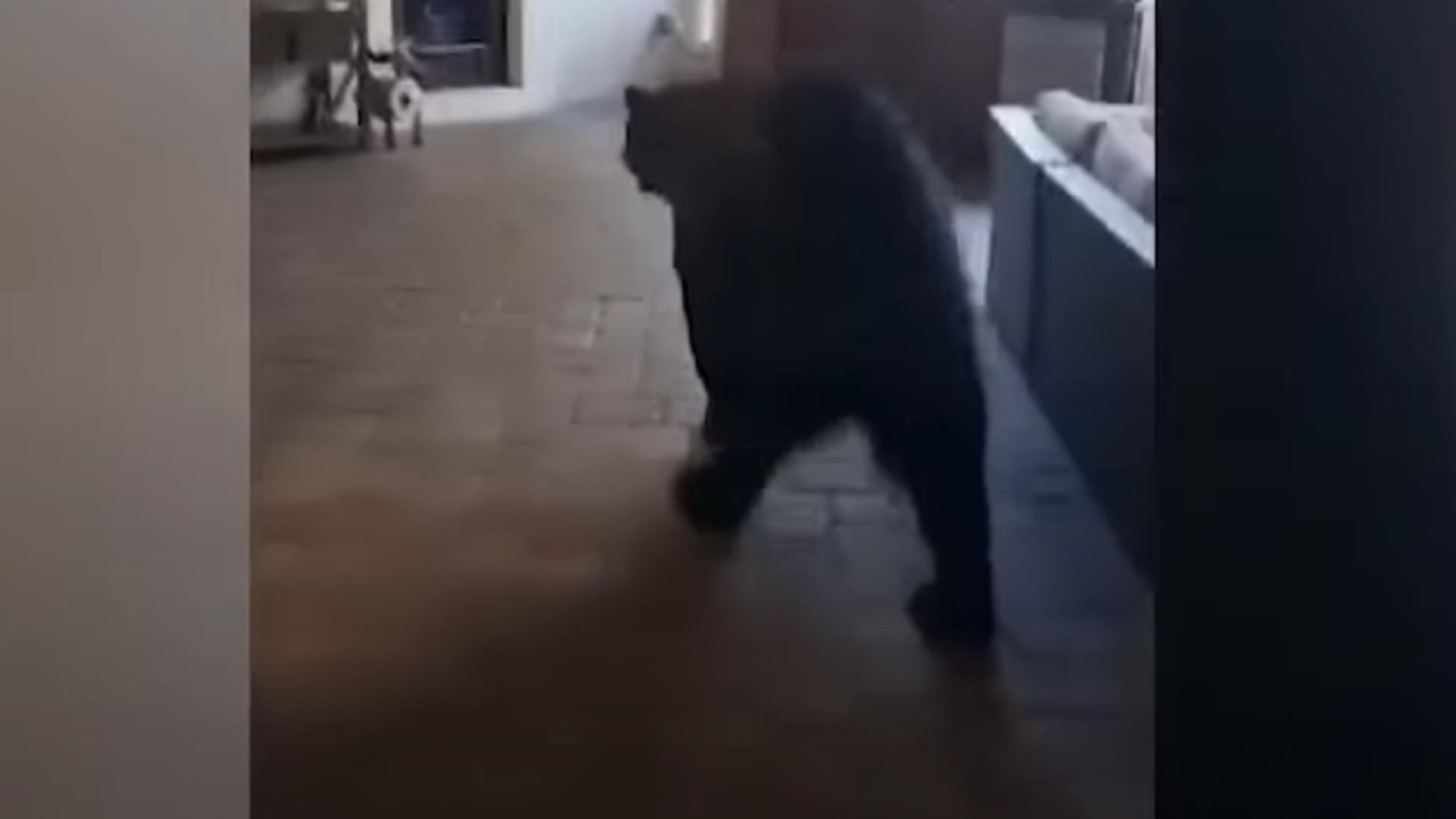 Un urs care s-a adaptat repede. A intrat într-o casă, a deschis frigiderul și a băut toată berea! VIDEO