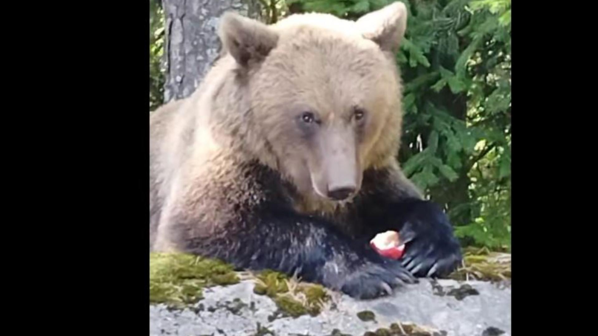 S-a furișat lângă un urs care dormea și l-a lovit în cap cu parul. Gestul unui român a stârnit un val de furie - VIDEO