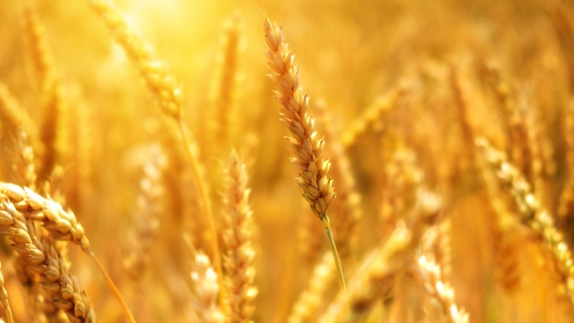Ucraina vrea să dea în judecată Polonia, Ungaria şi Slovacia din cauza interdicţiilor impuse la importurile de cereale  