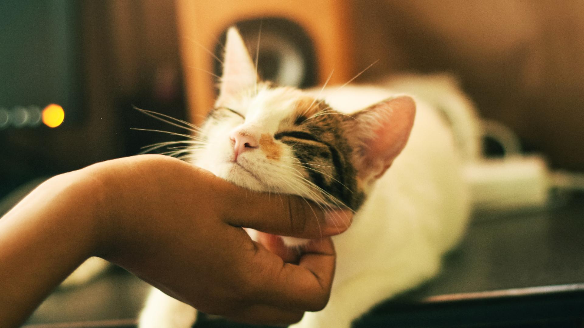 Cum să faci o pisică să te placă? 8 modalități dovedite științific - Veți deveni cei mai buni prieteni! 