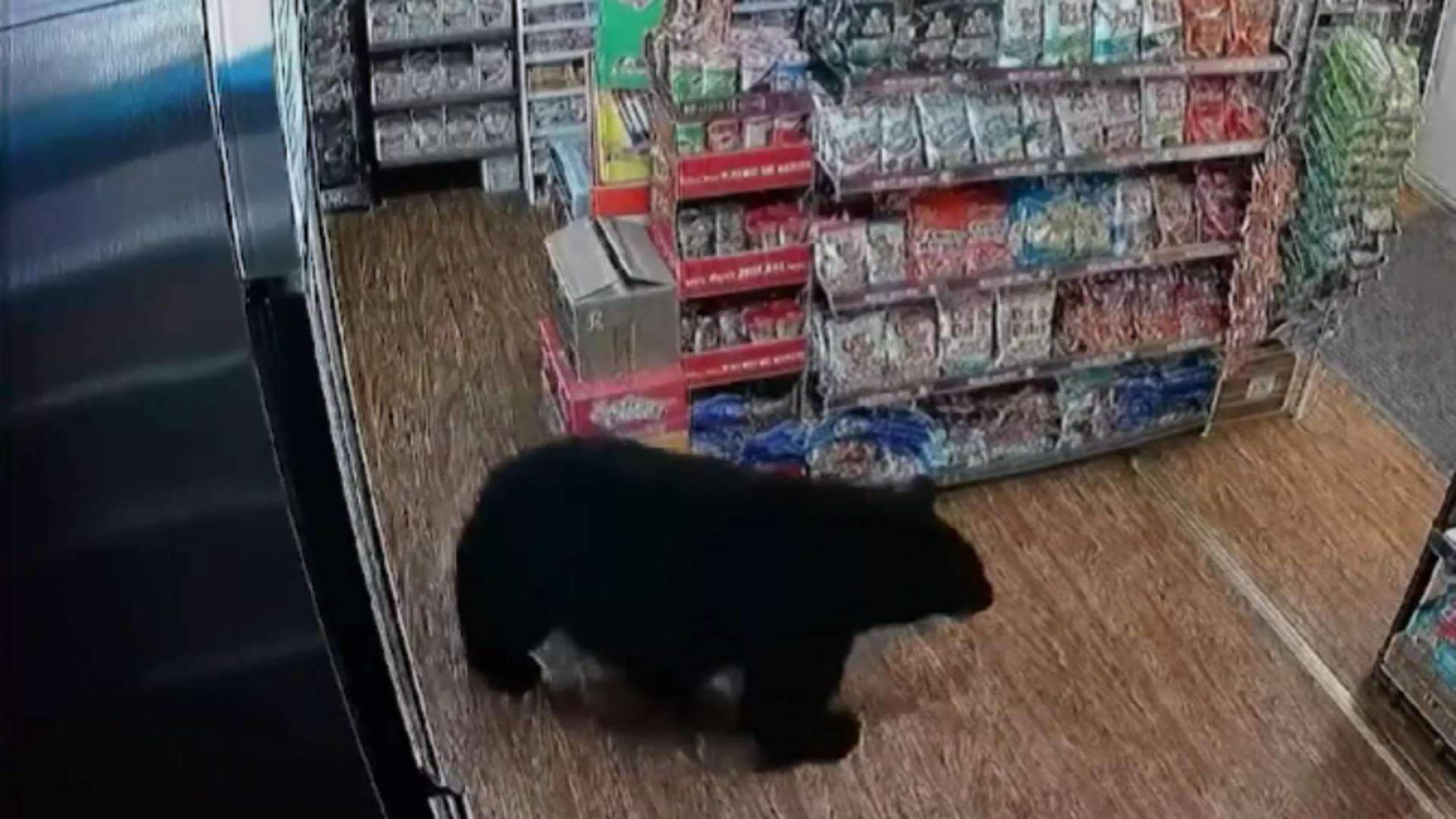 Un urs a furat o pungă cu jeleuri în formă de… ursuleți dintr-o benzinărie – VIDEO