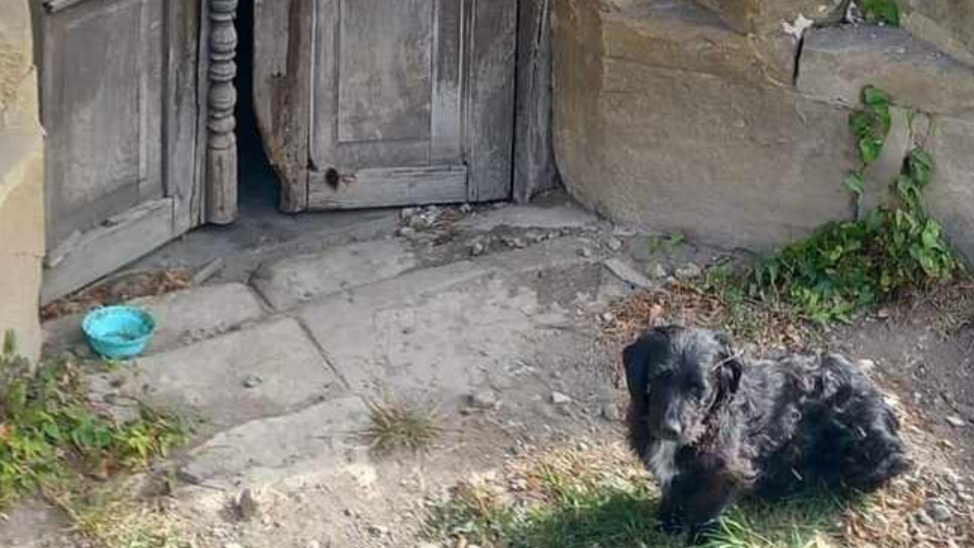 Hachiko de România. Un cățel își așteaptă stăpânul mort în fața unei biserici părăsite din Bistrița-Năsăud