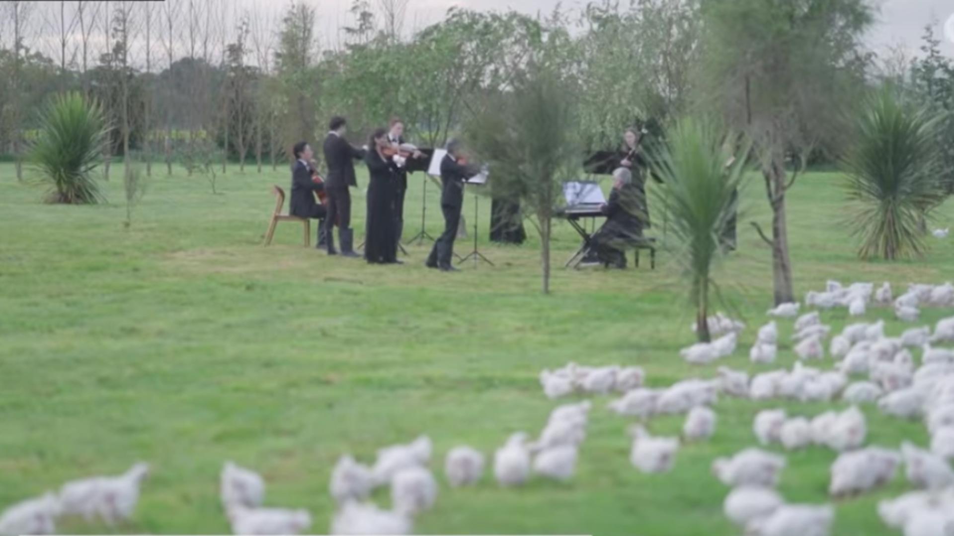 Șocant: Spectacol de muzică clasică pentru găini. Piesa muzicală personalizată a fost creată special pentru înaripate