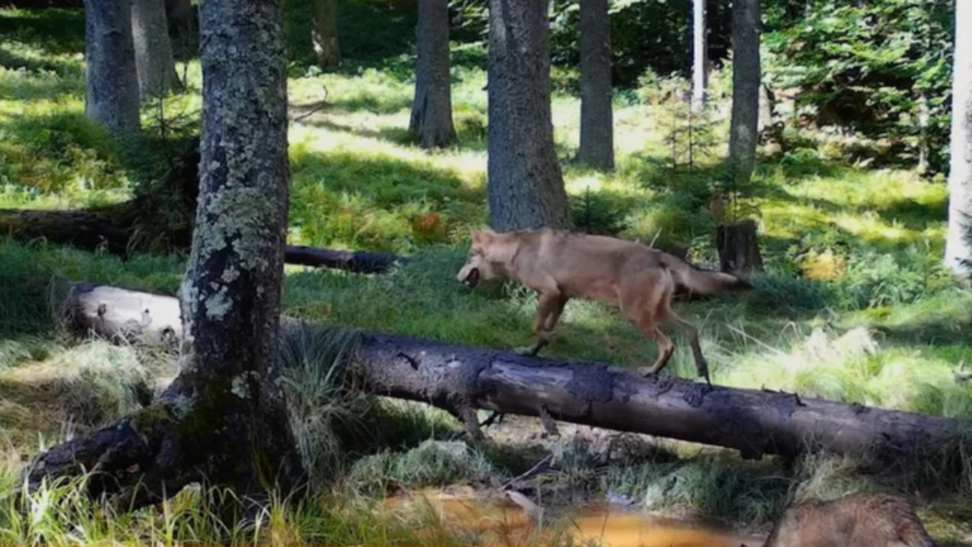 Imagini virale cu o haită de lupi în Transilvania – 4 exemplare superbe de lup surprinse în Parcul Național Apuseni