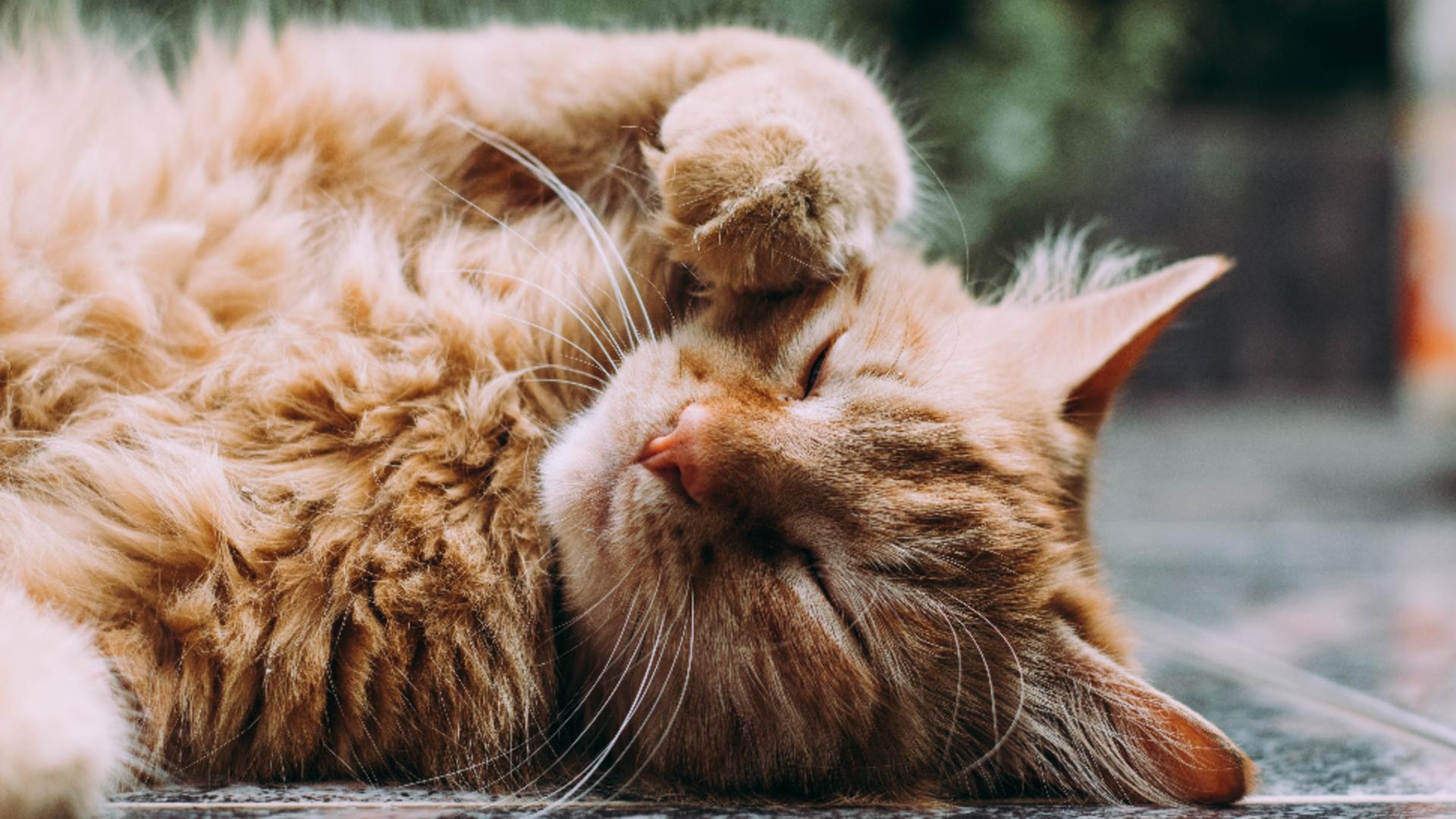 Motivul pentru care pisicile își acoperă fața atunci când dorm - Ce se ascunde, de fapt, în spatele acestui gest amuzant