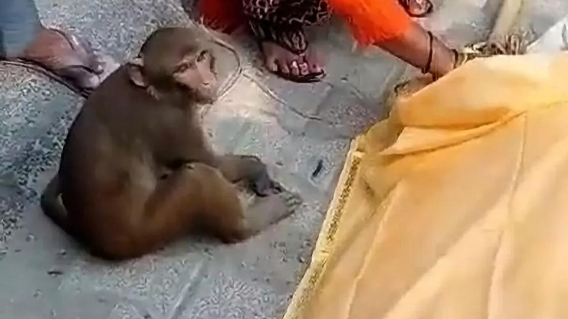 Gestul maimuței i-a înduioșat pe cei prezenți la funeralii