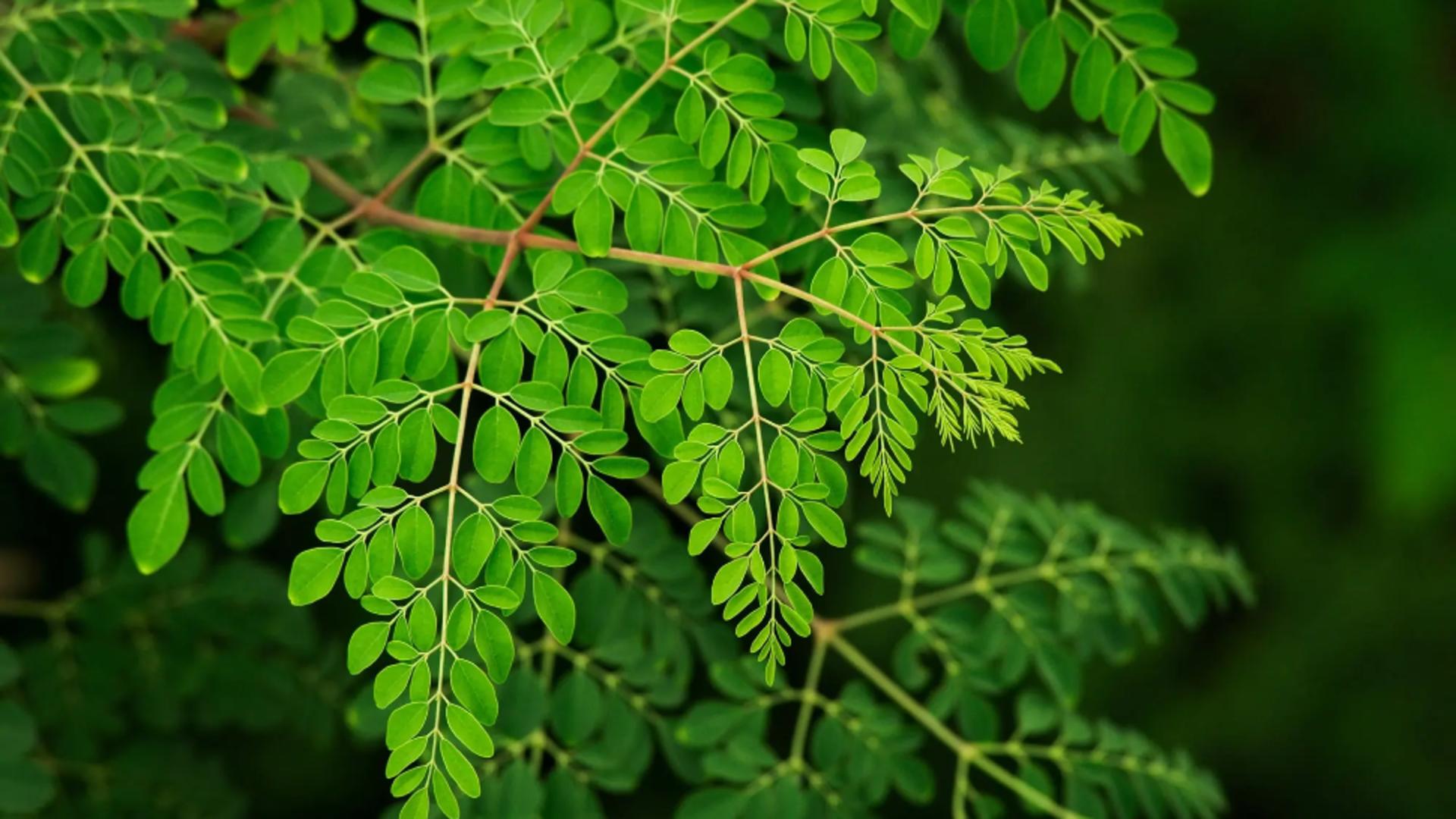  Moringa, arborele-minune: Beneficiile incredibile ale frunzelor sale