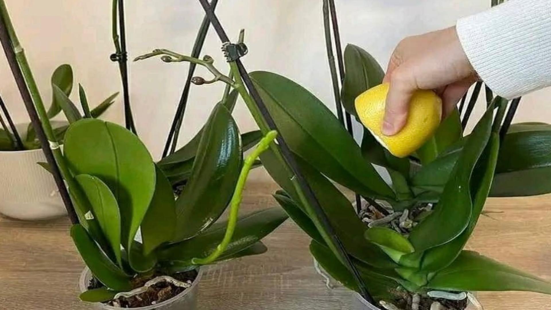 Cum se udă corect orhideea: trucul cu lămâie pentru o înflorire rapidă și bogată