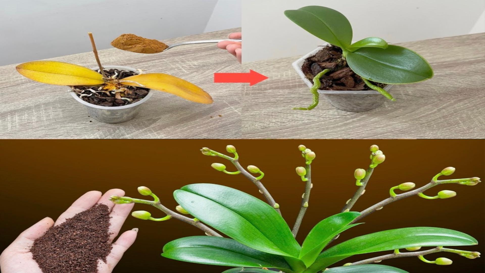 Ce să adaugi în pământul de la orhidee pentru o înflorire rapidă și bogată