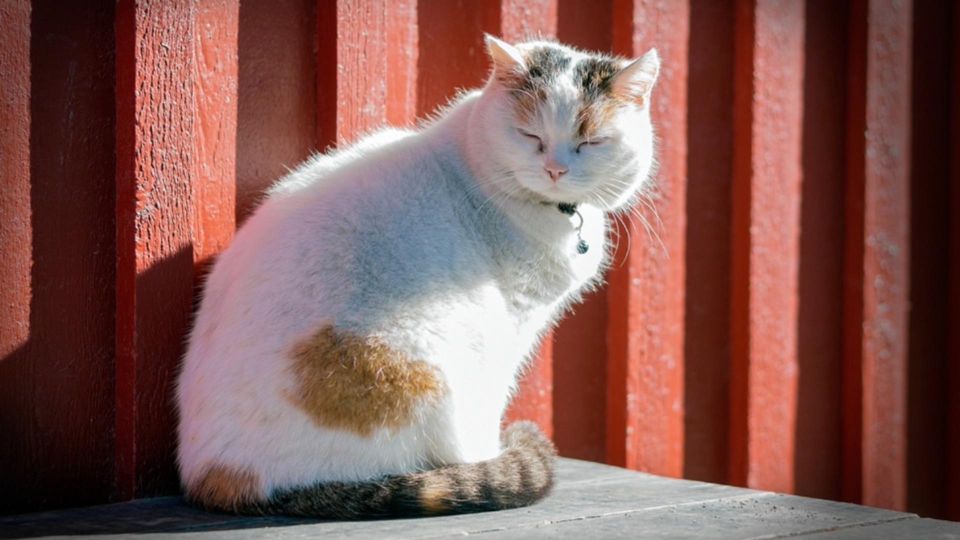 De ce nu trebuie să alungi pisica străină care ți-a intrat în curte. Foto/Arhivă