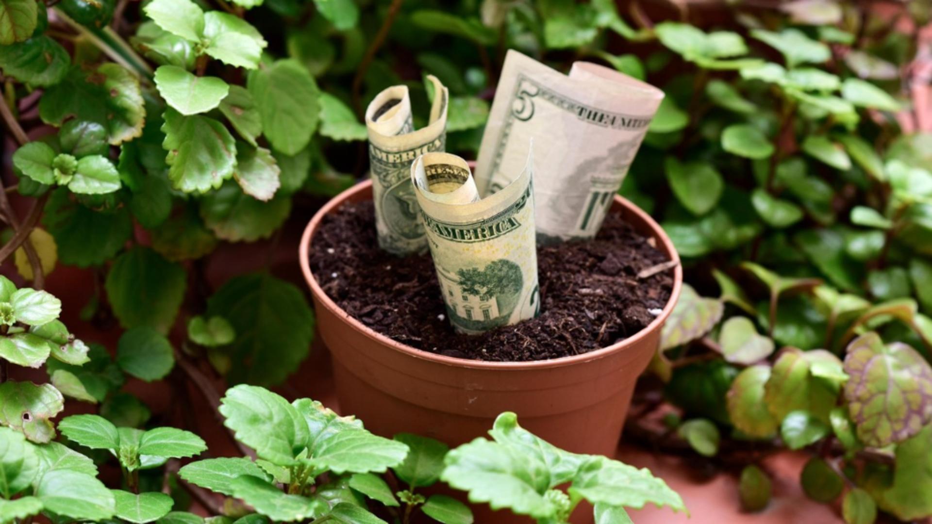 Ce este „planta milionară” – cea care te ajută să ai noroc de bani. Cum trebuie îngrijită