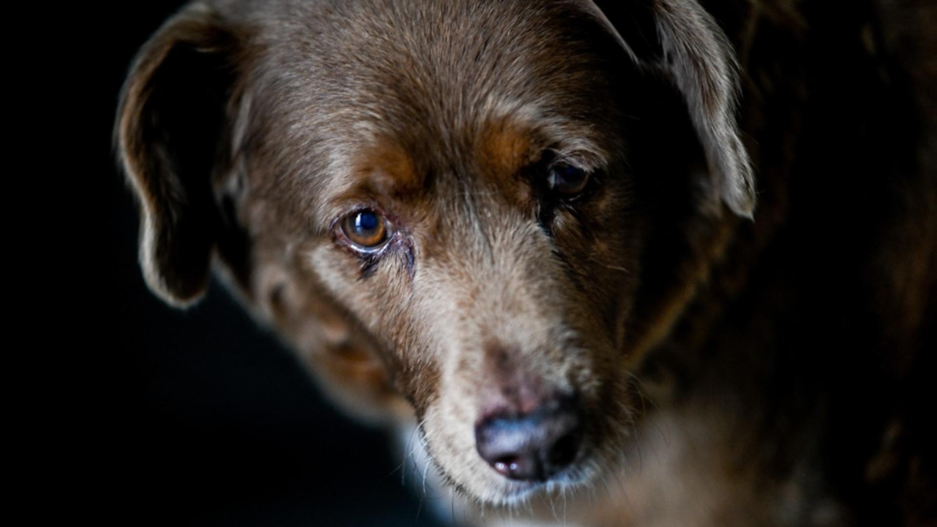 Cel mai bătrân câine din lume a murit, în Portugalia - Bobi a trăit peste 31 de ani
