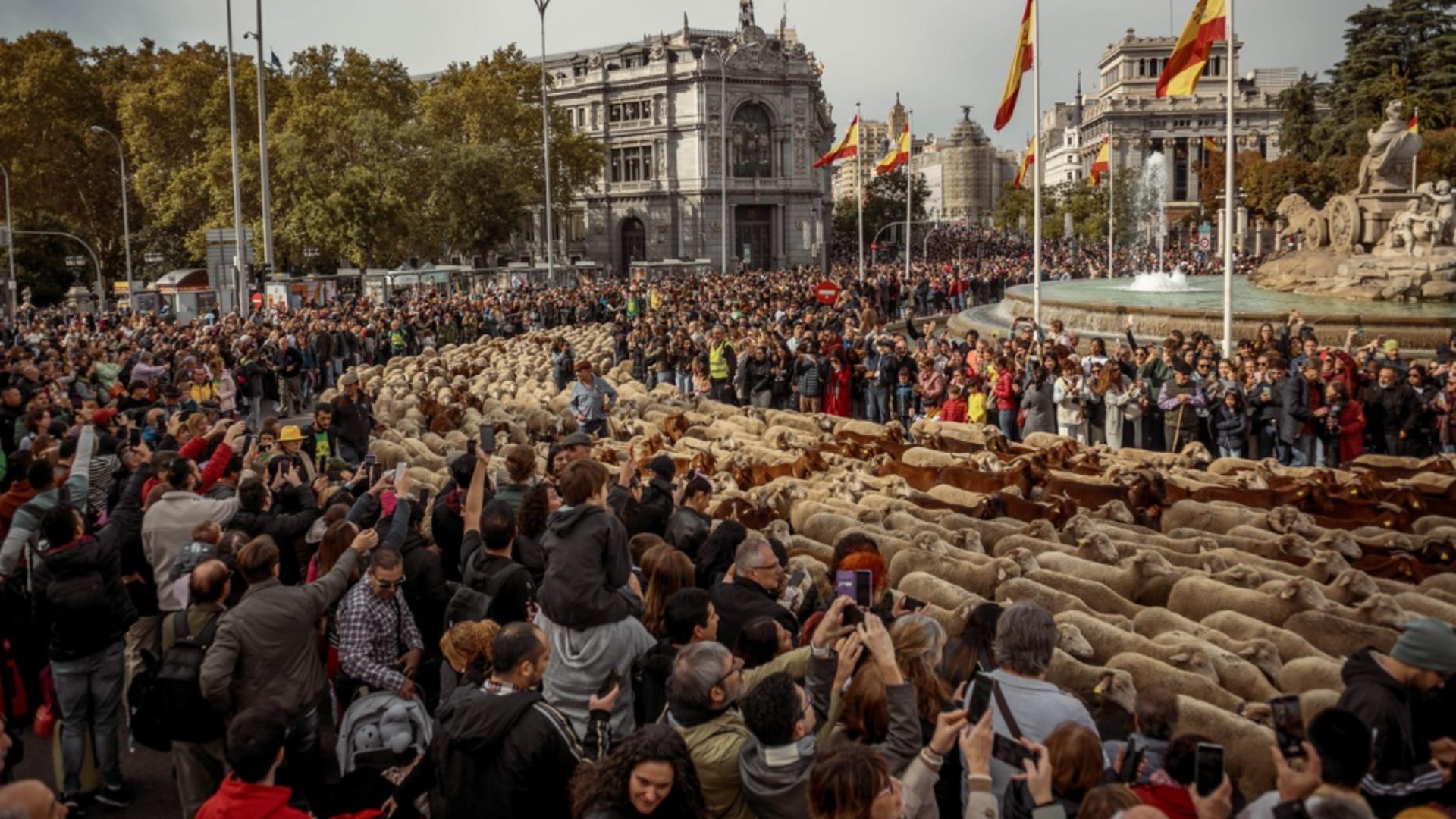 Străzile din Madrid, luate cu asalt de peste 1000 de oi! Vechile rute de transhumanţă, accesibile într-un eveniment inedit  – Zeci de curioși