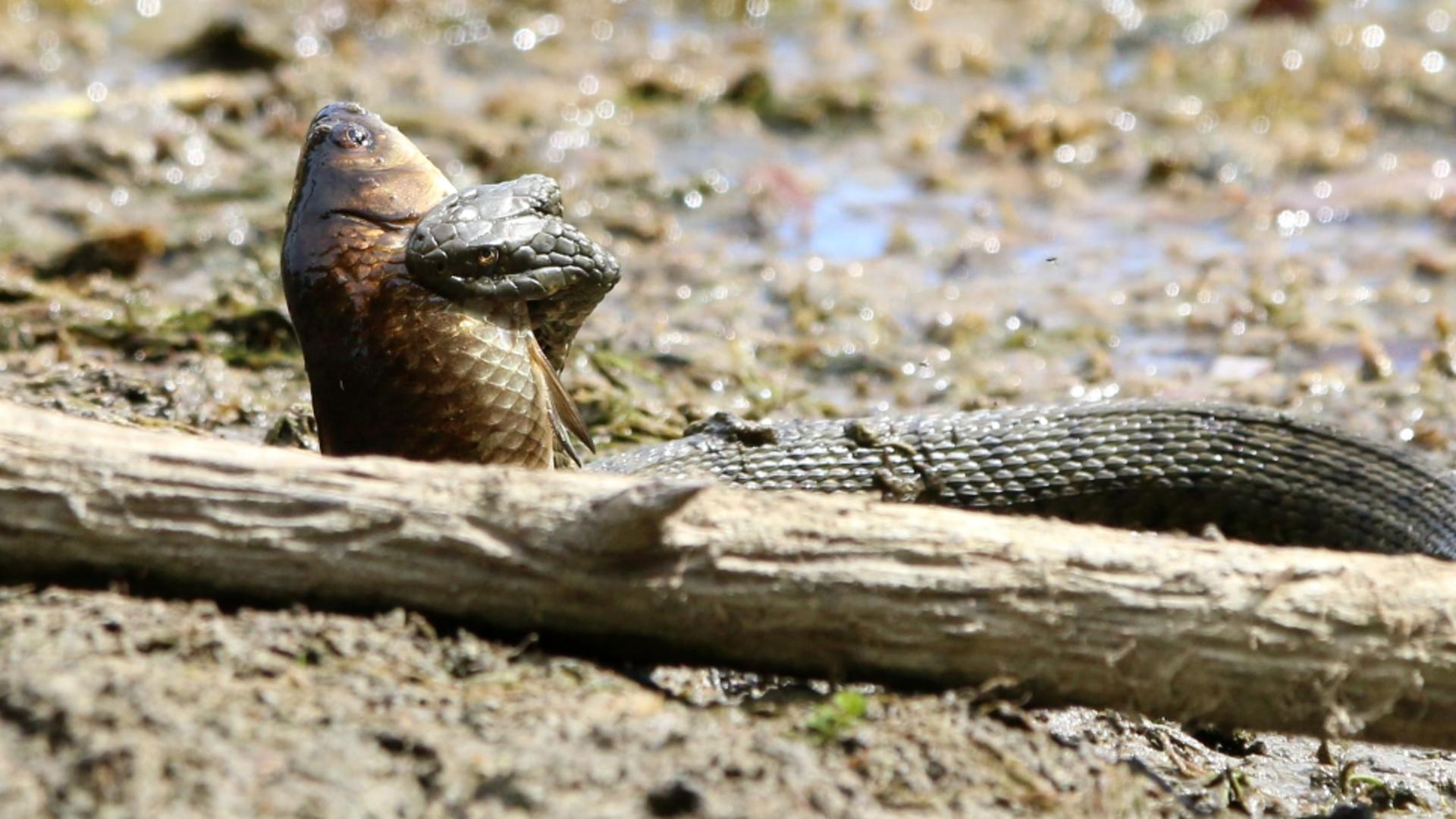 Șarpele de apă nu este veninos (Foto:Administrația Parcul Natural Văcărești) 