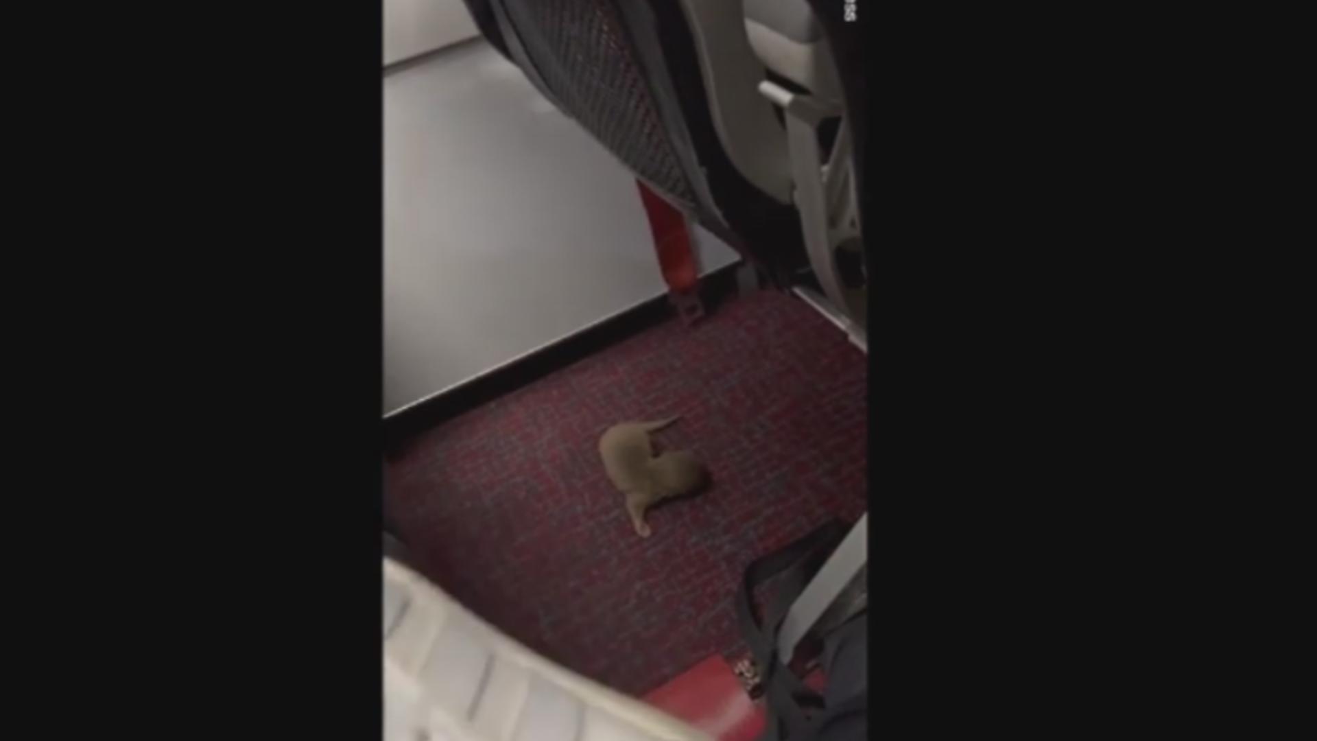 Panică în avion. Șobolan la picioarele pasagerilor, plimbându-se agale printre scaune. Foto: YouTube