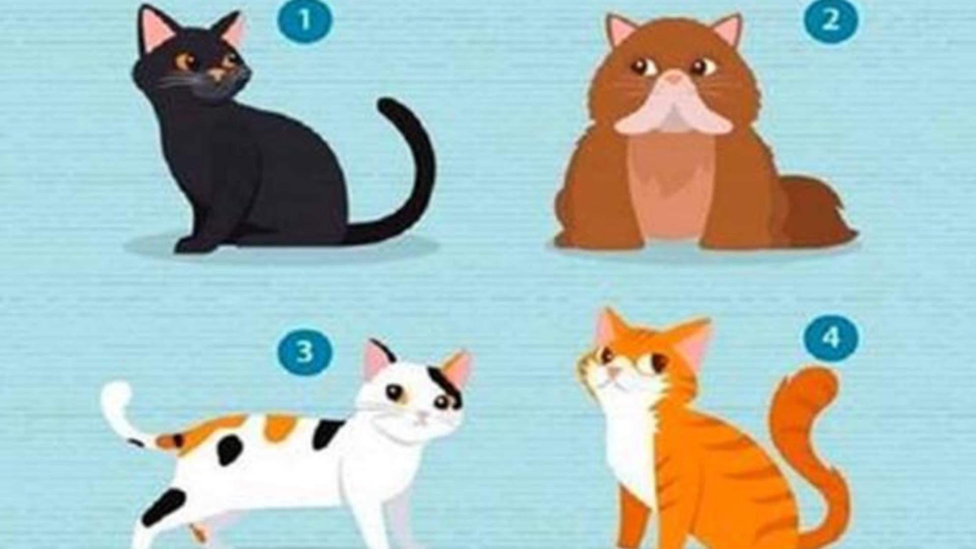 Testul cu pisici îți propune să dezvăluie aspecte neștiute ale personalității tale