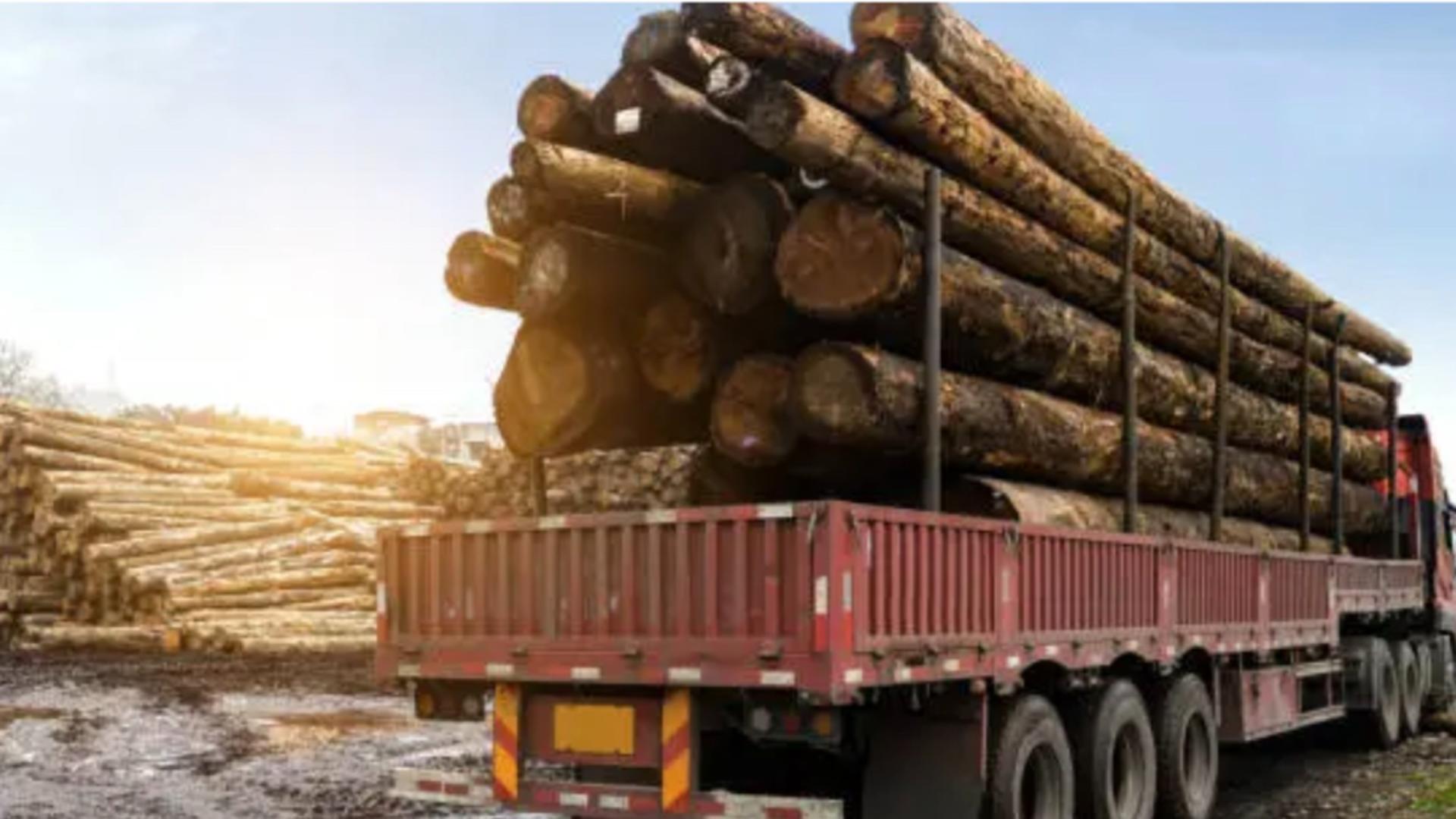 Decizie controversată. Confiscarea camioanelor care transportă ilegal lemn, scoasă din Codul Silvic!