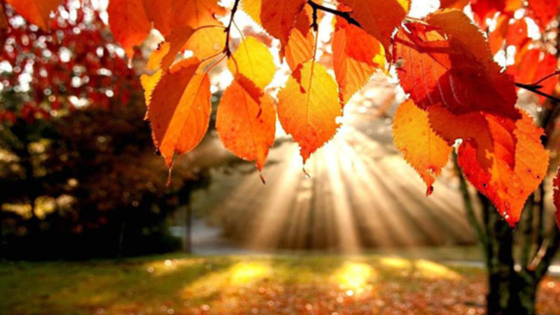 Vreme 27 octombrie. Temperaturi deosebit de ridicate pentru finalul lunii octombrie - Unde va fi cel mai cald