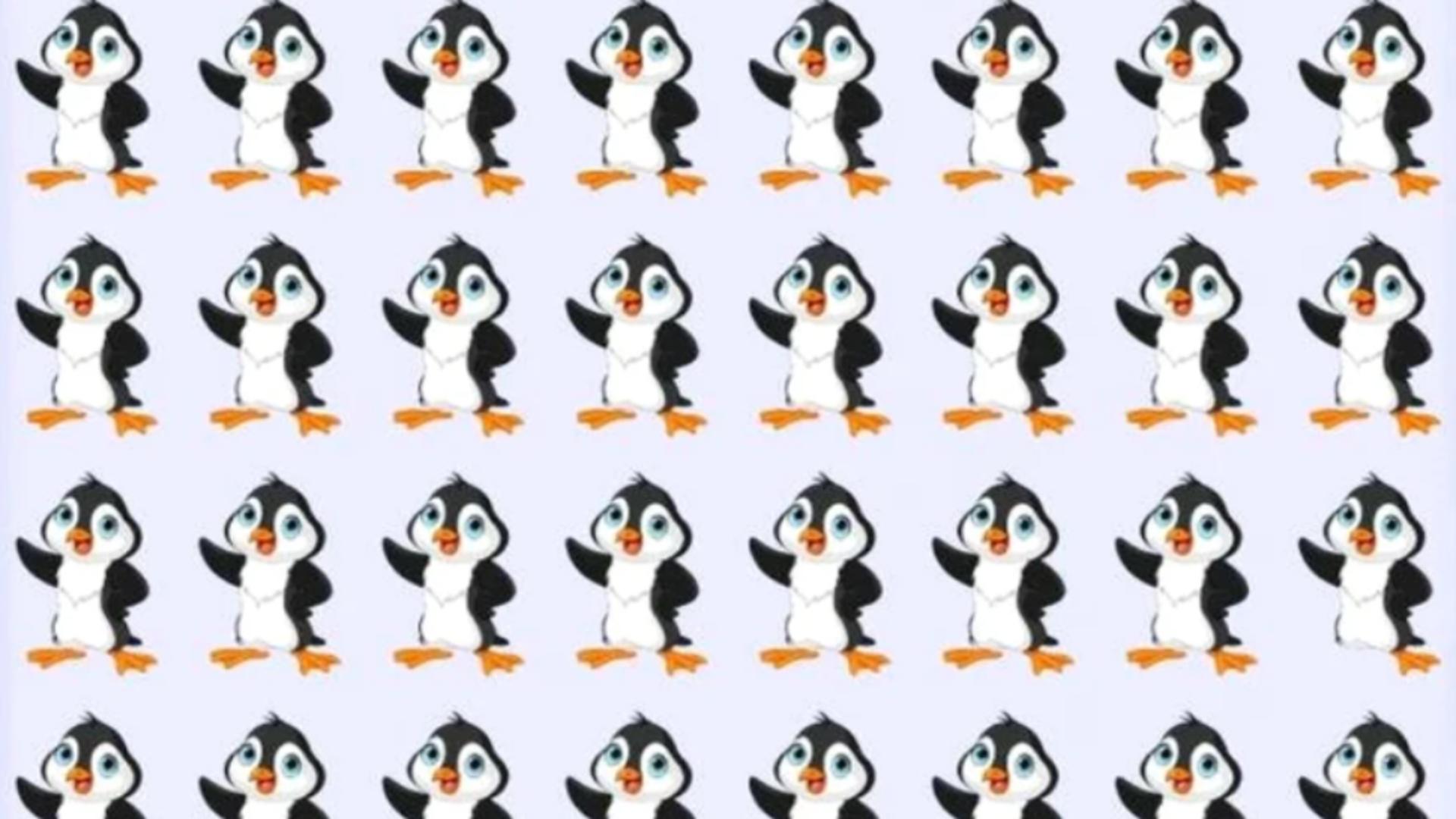 Poți să găsești pinguinul diferit din imagine în numai 11 secunde? Doar cei cu un IQ peste medie reușesc această performanță