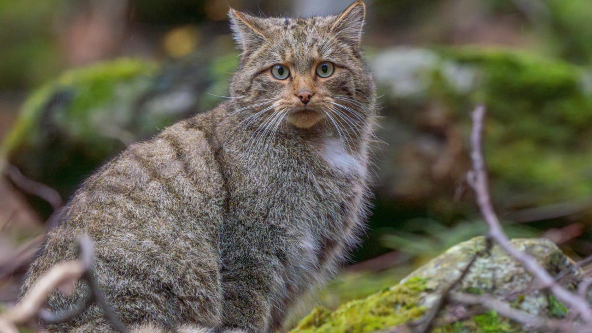 Exemplarul superb de pisică sălbatică din Parcul Național Retezat care a innebunit internetul. Foto: Facebook