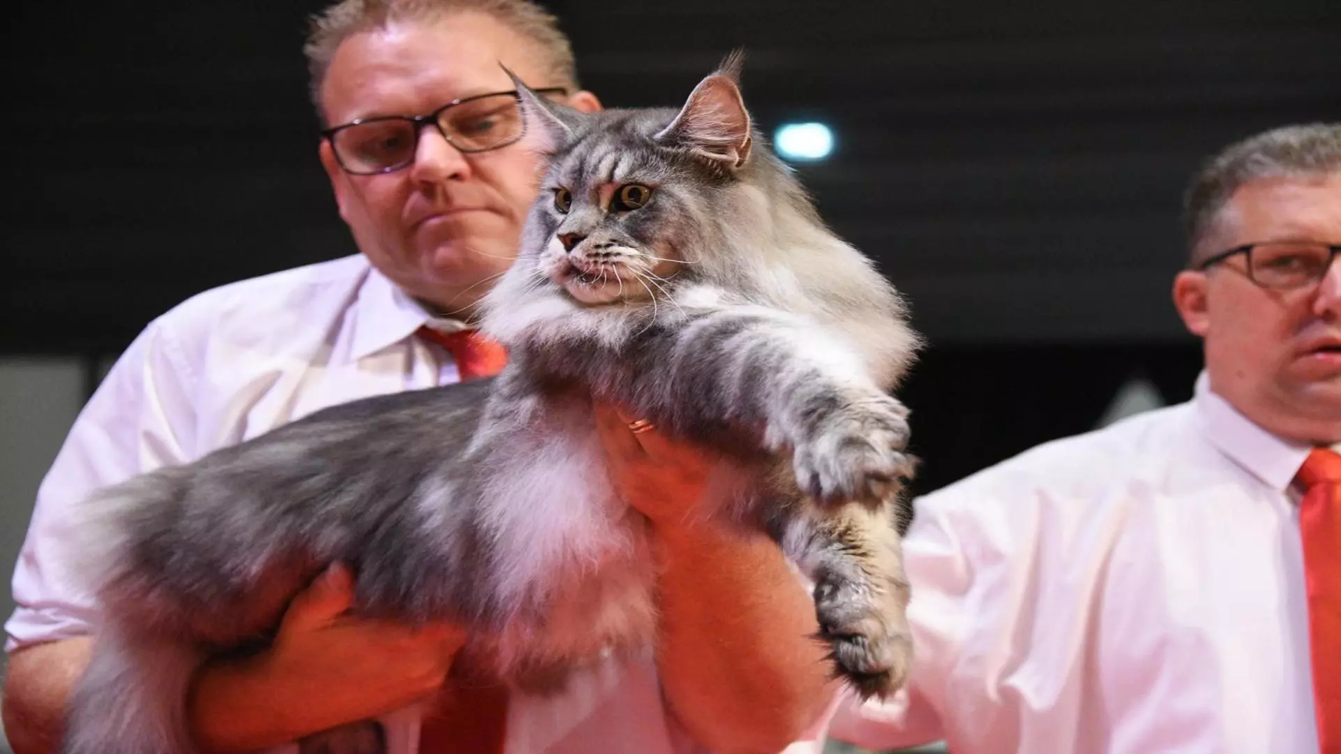 România are cel mai frumos motan din lume 