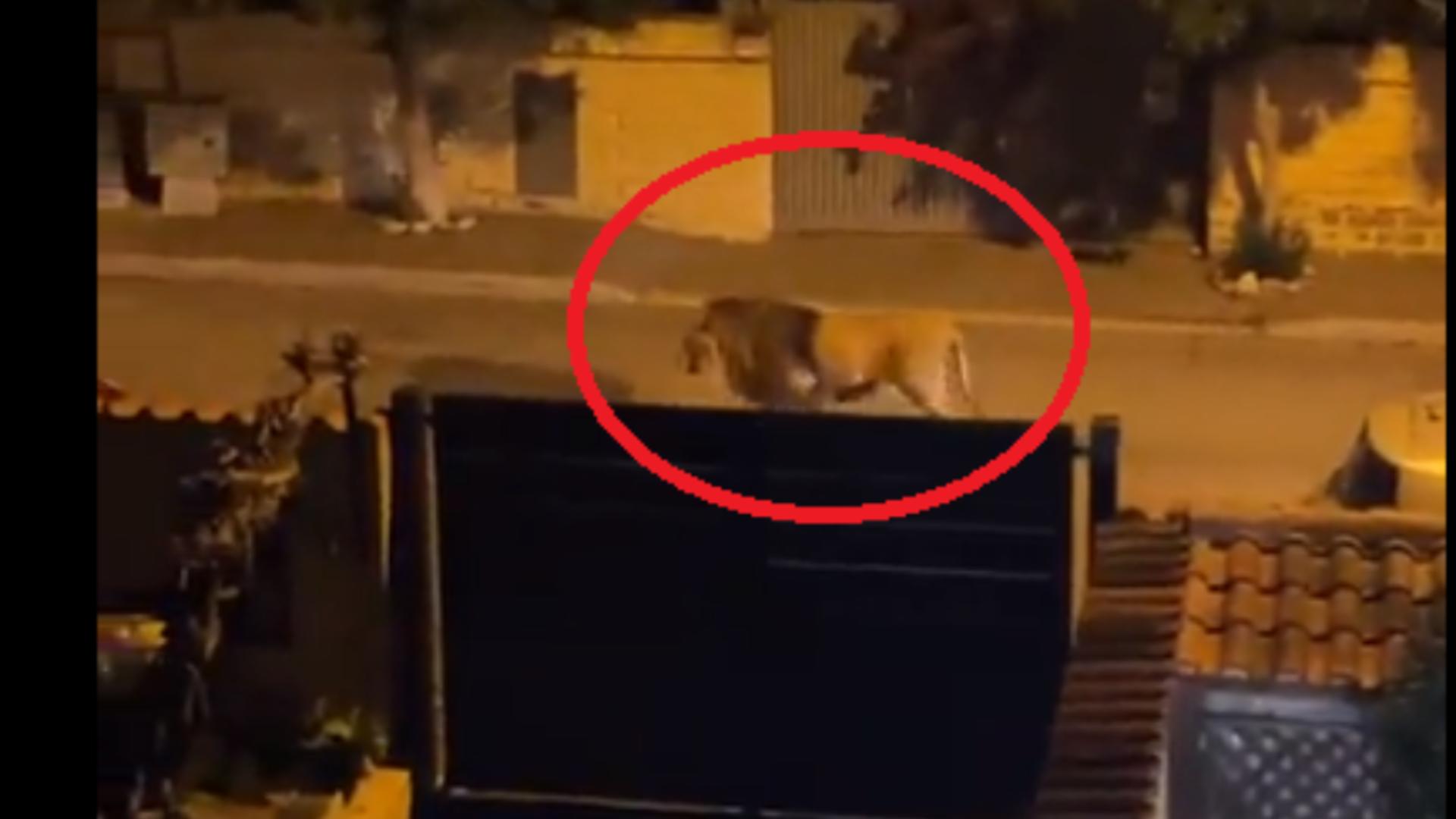 Alarmă într-un oraș din Italia, după ce un leu a evadat de la circ! Autoritățile le-au cerut oamenilor să NU iasă din case – FOTO&VIDEO