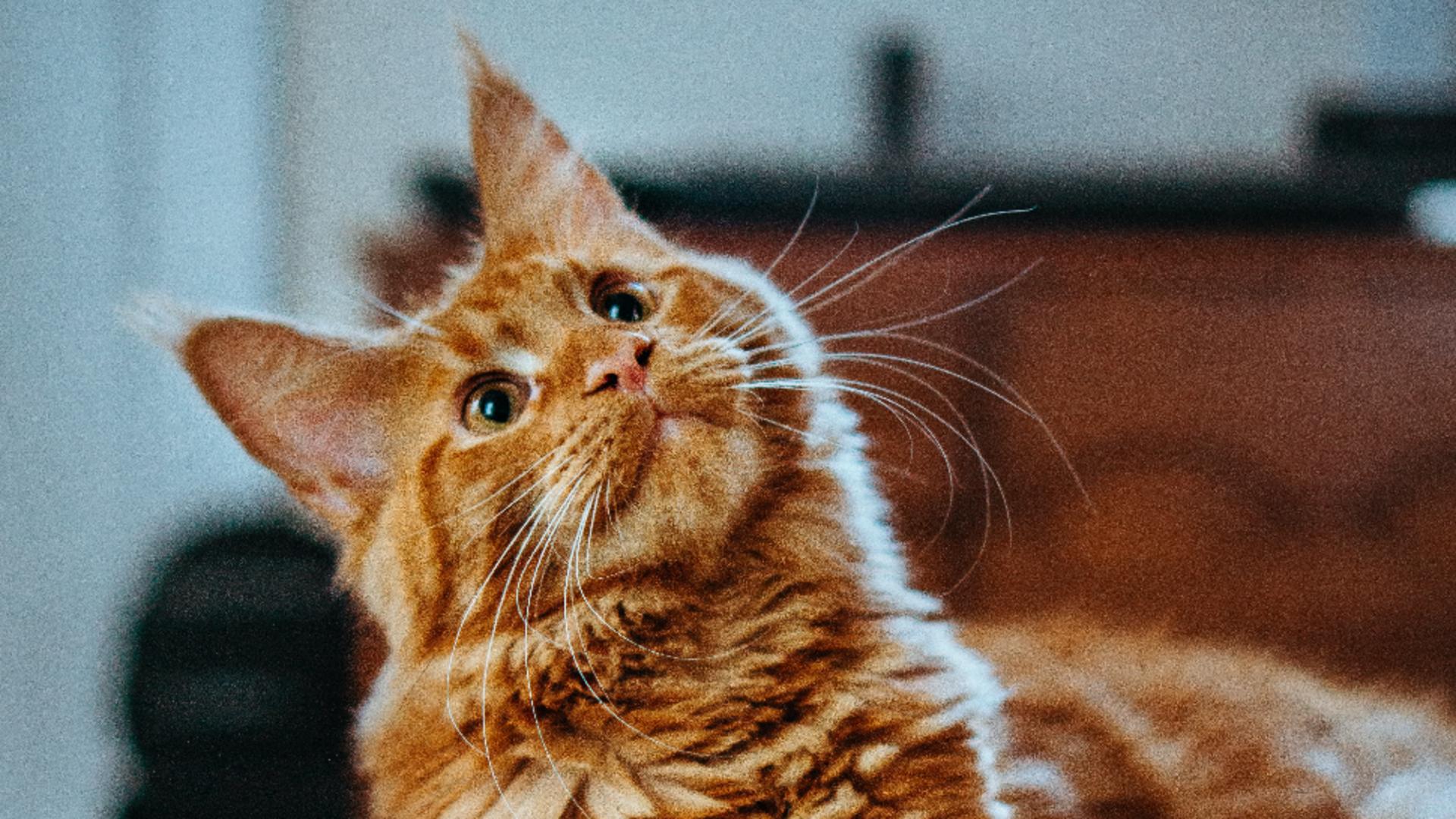 Ce e în mintea unei pisici? 7 situații care te vor face să râzi cu lacrimi/ unsplash.com