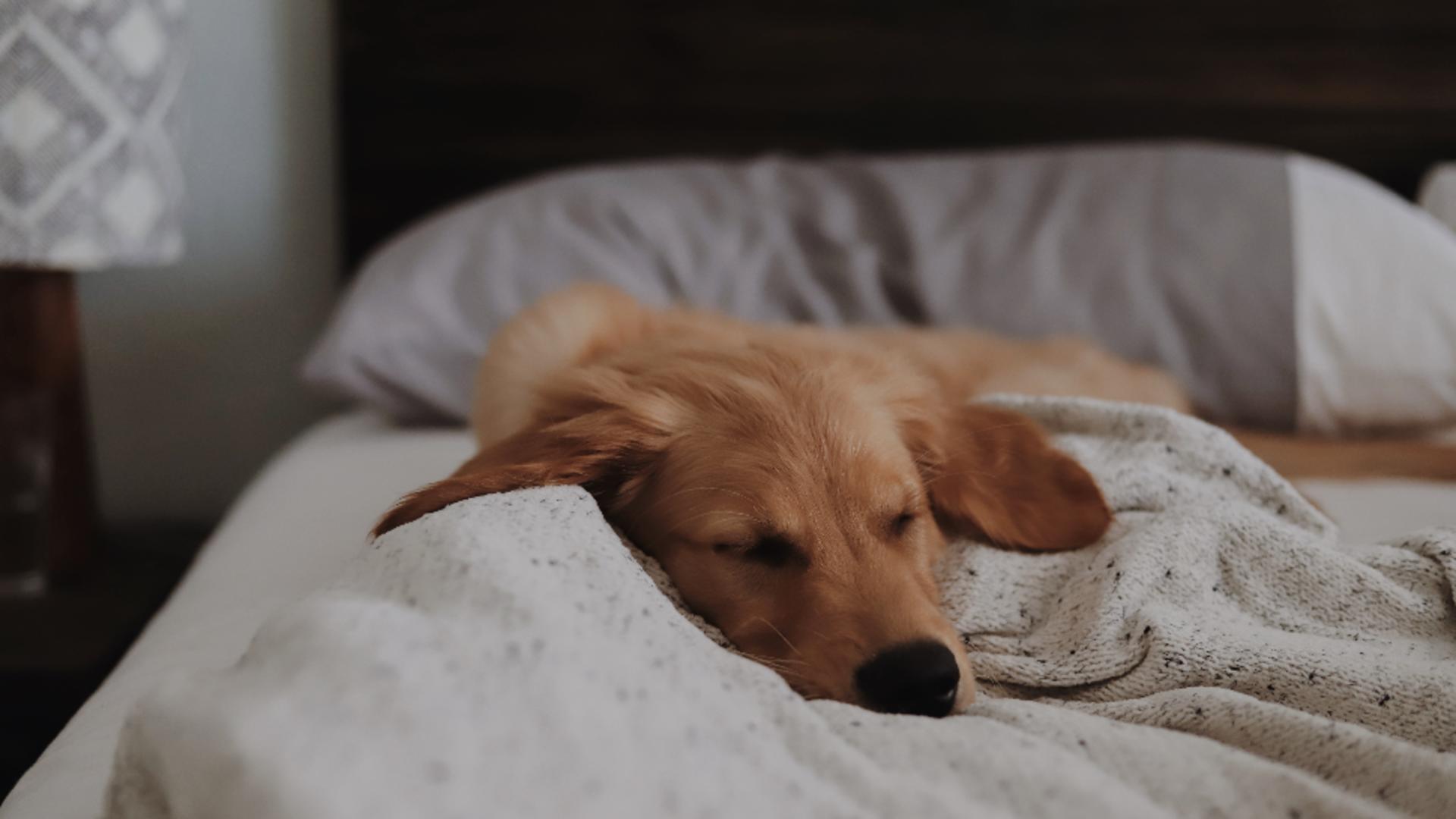 De ce nu este bine să îți trezești câinele brusc din somn și cum o poți face corect în situații-limită/ unsplash.com